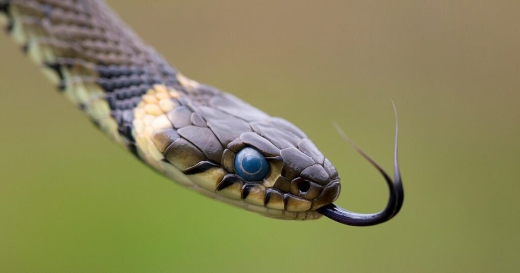 Google Snake Menu Mod Chromebook